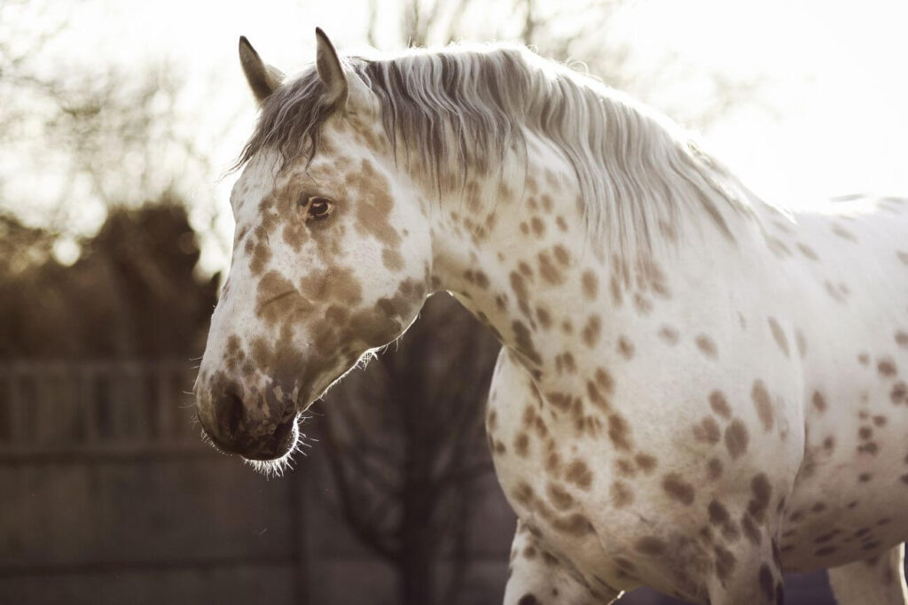 koń appaloosa portret