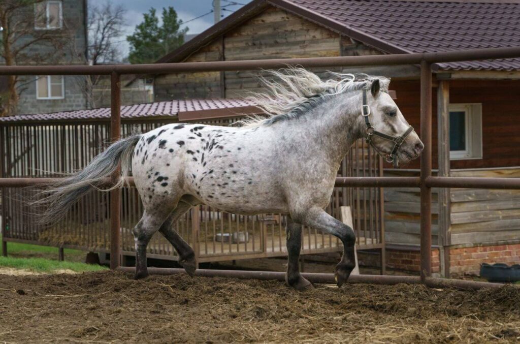 koń appaloosa zagroda