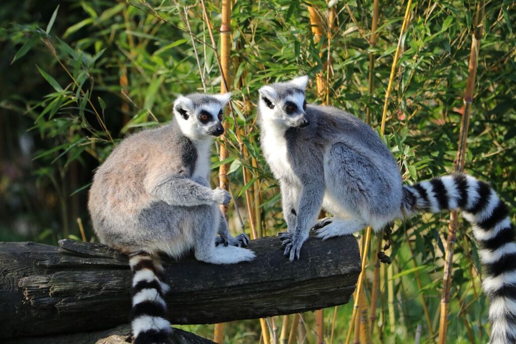 lemur katta ciekawostki