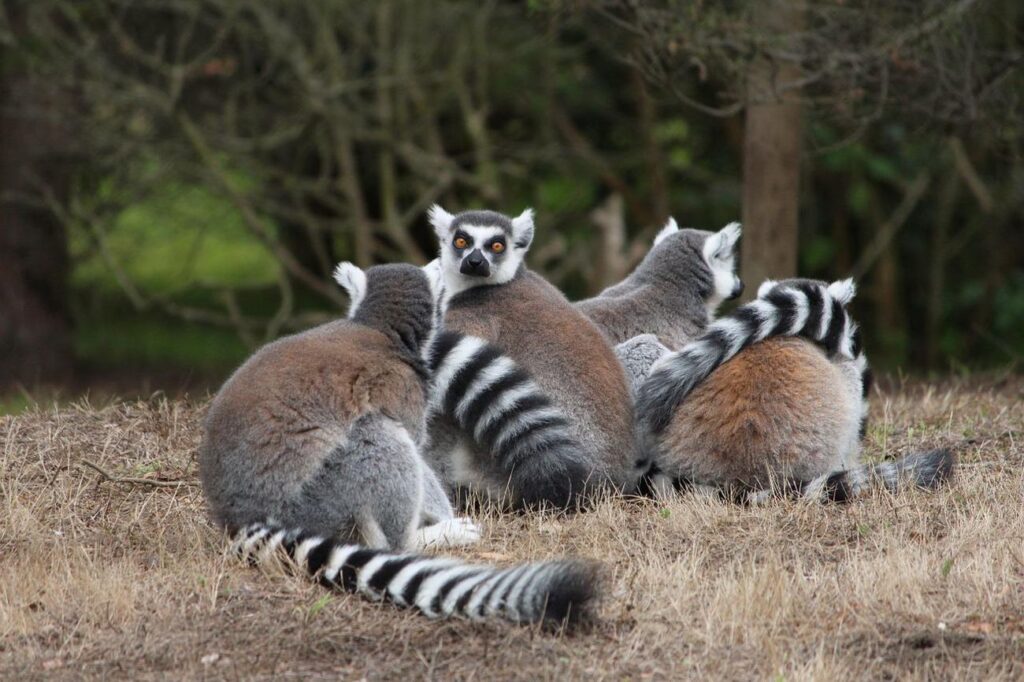 lemur katta rozmnażanie