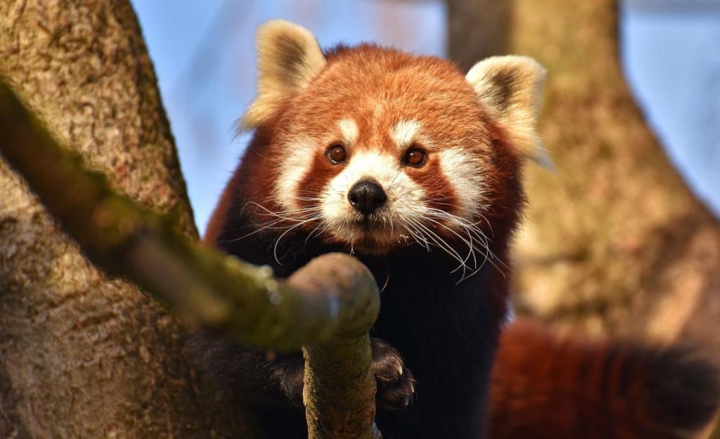 pandka ruda rozród