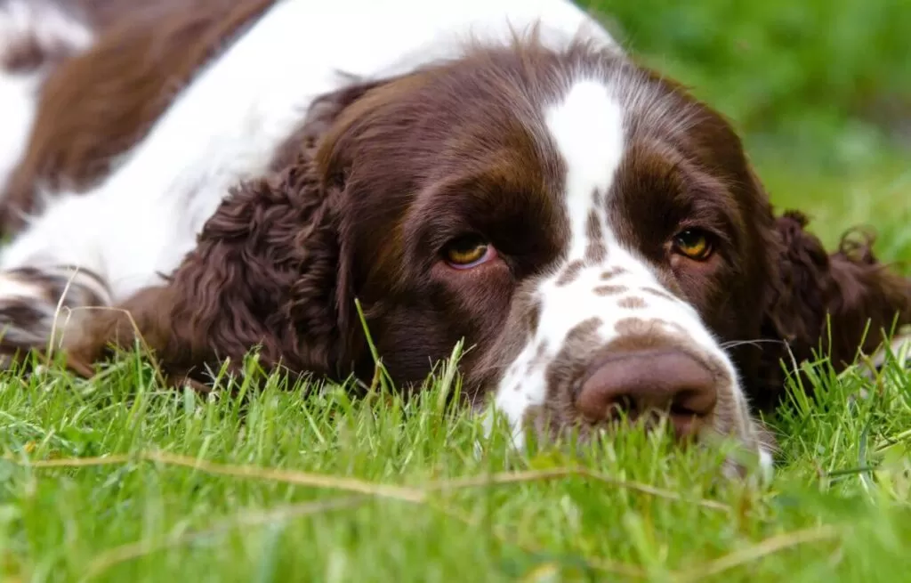 Pies dla dzieci Springer spaniel angielski