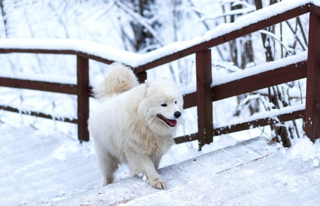 Pies dla dzieci samojed