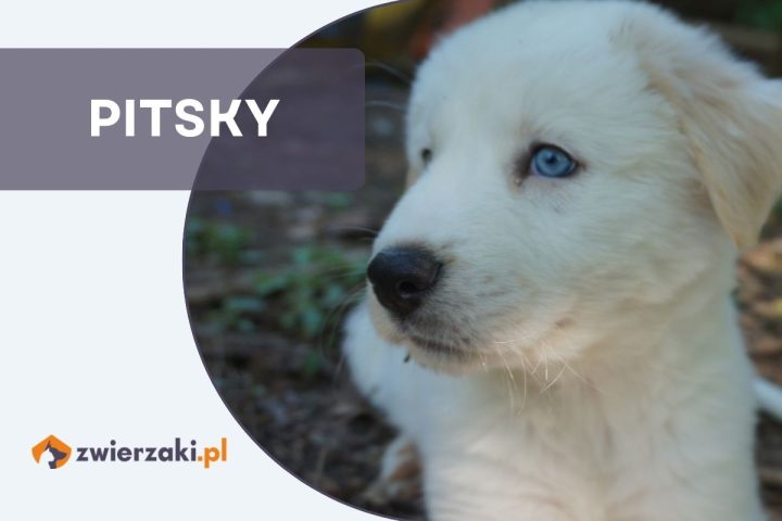 pitsky