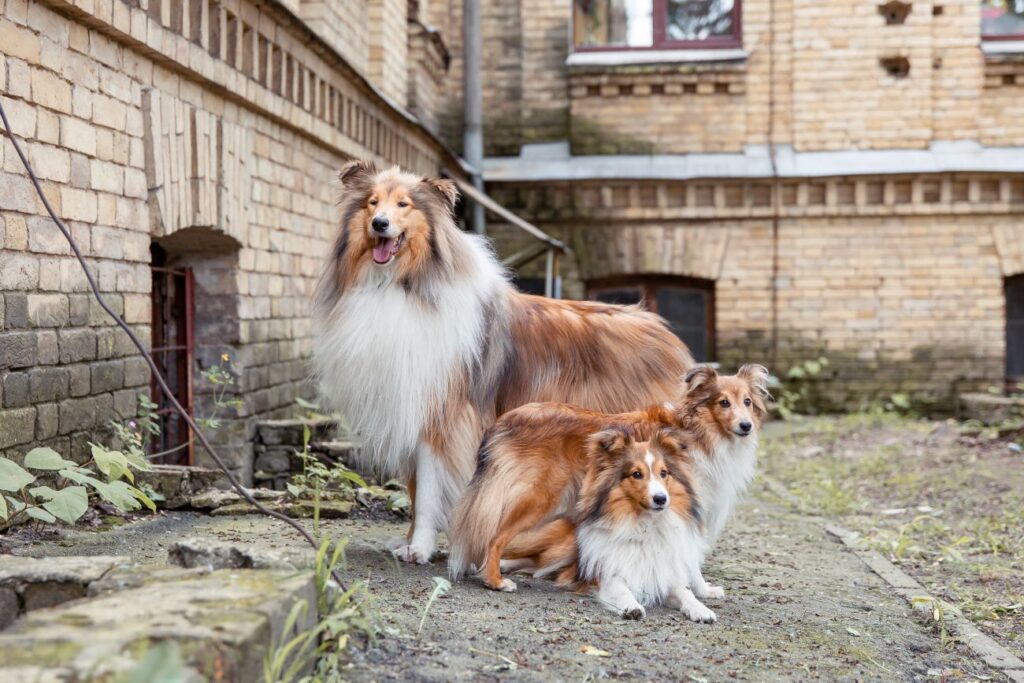 Psy pasterskie i stróżujące owczarek szkocki collie