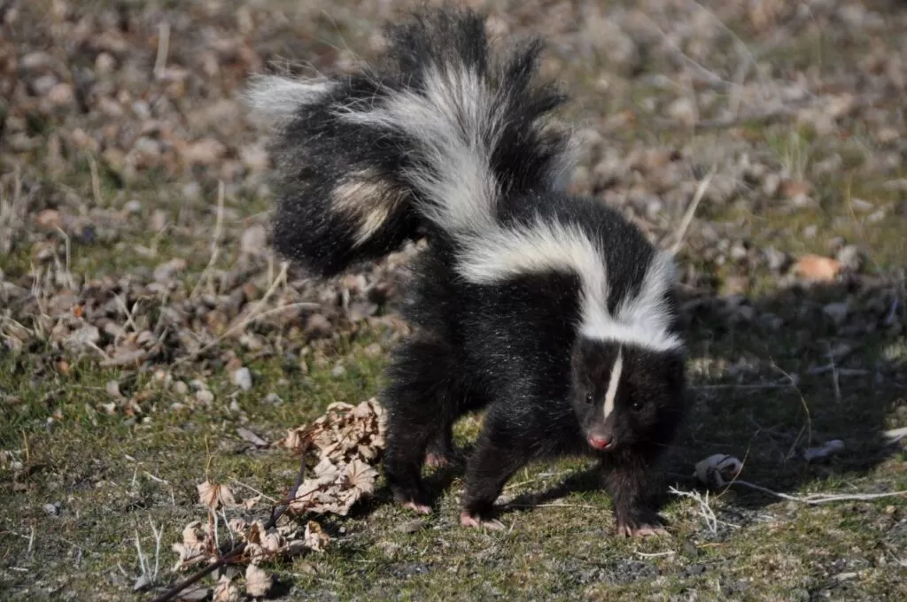 skunks charakter