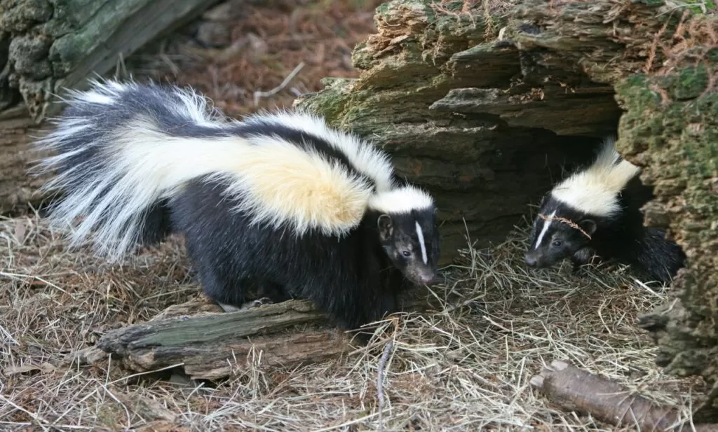 skunks zdrowie