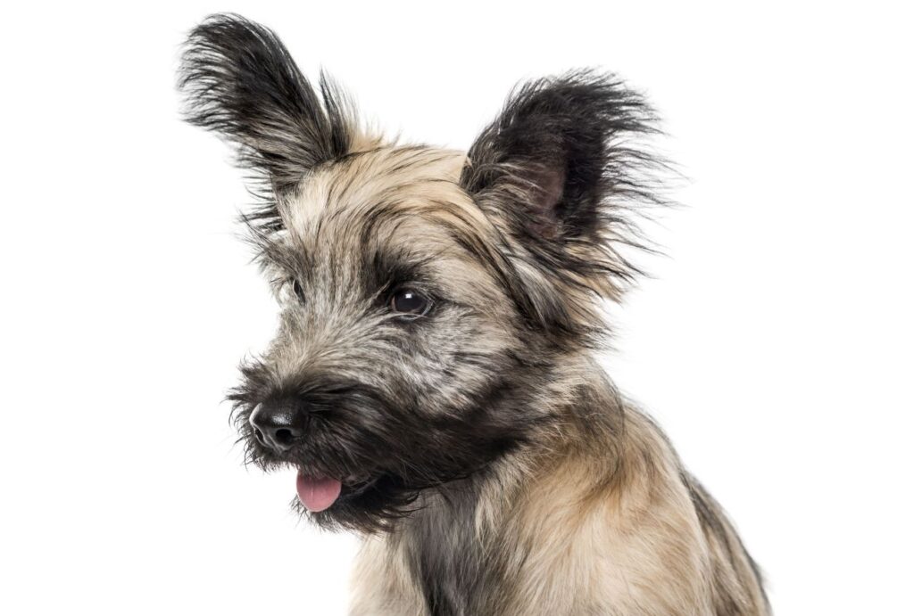 skye terrier szczeniak