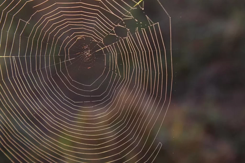 tarantula - pająki w polsce