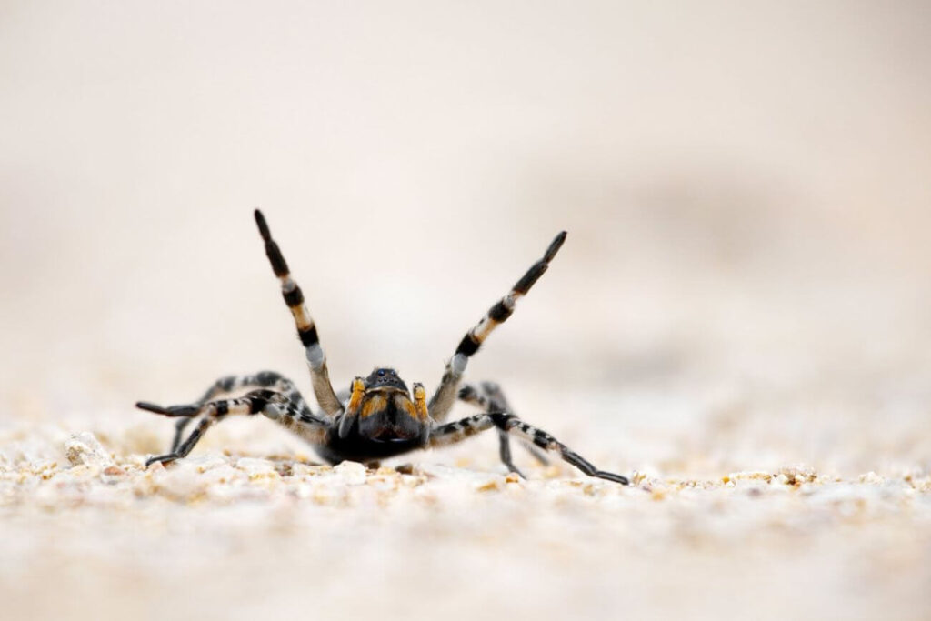 Tarantula ukraińska podnosi odnóża