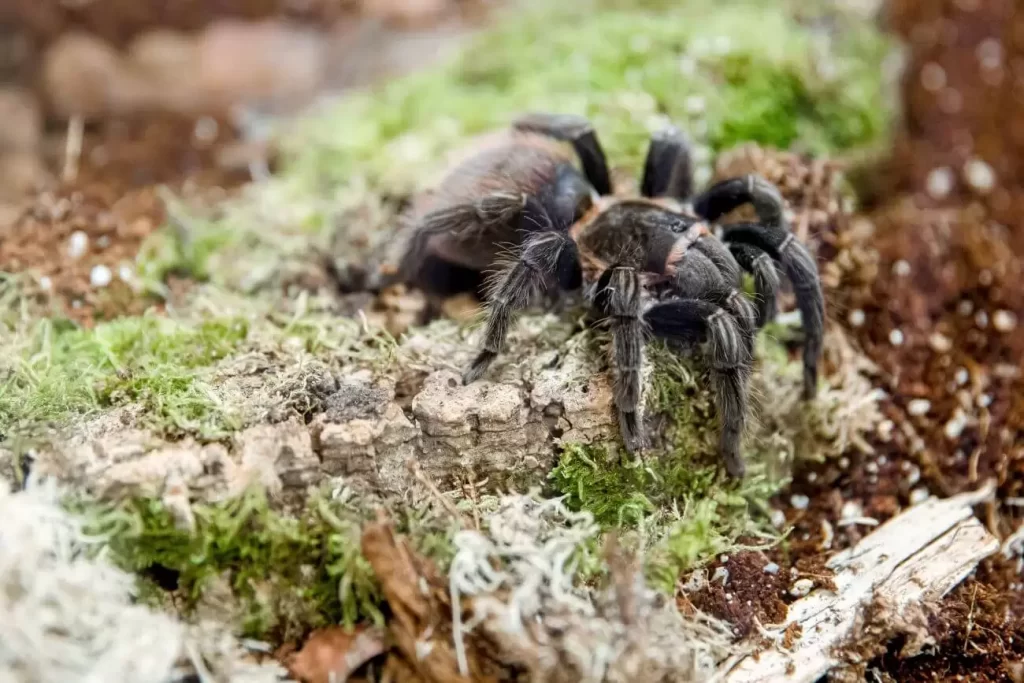 tarantula - w polsce