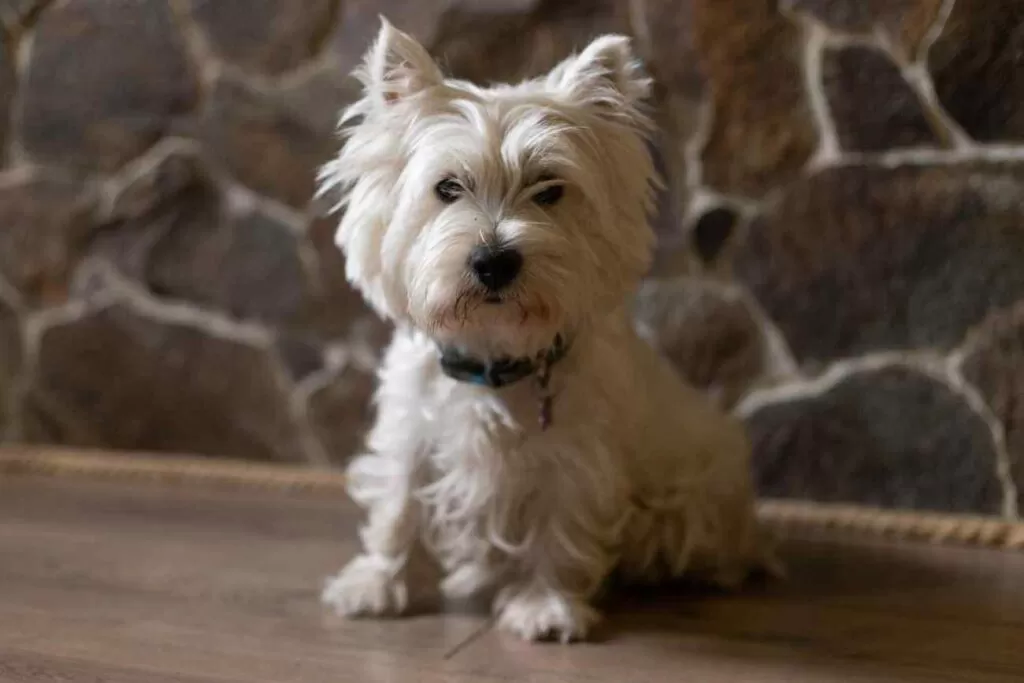 Biały terrier –  west highland 