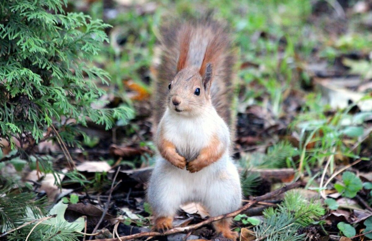 wiewiórki karma