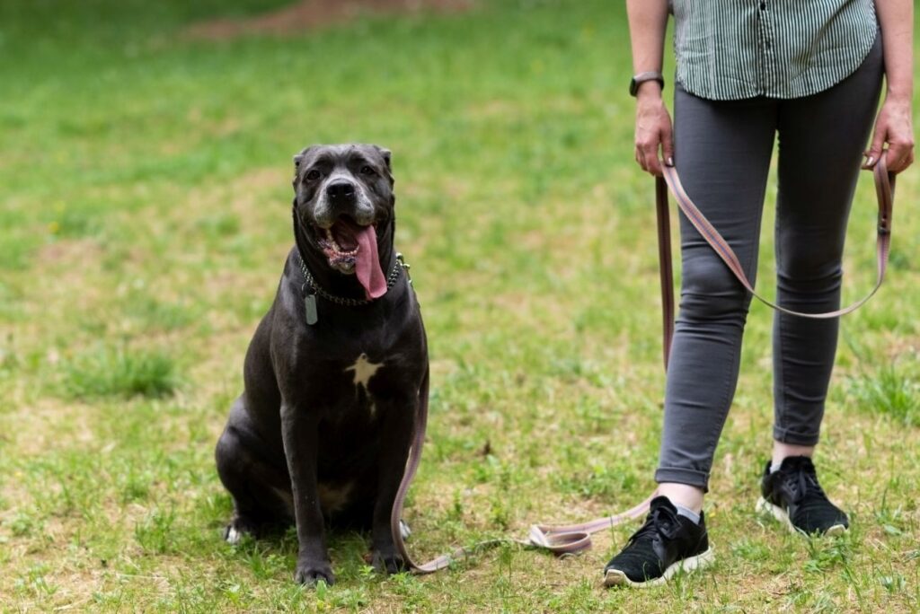 Włoskie rasy psów Cane corso