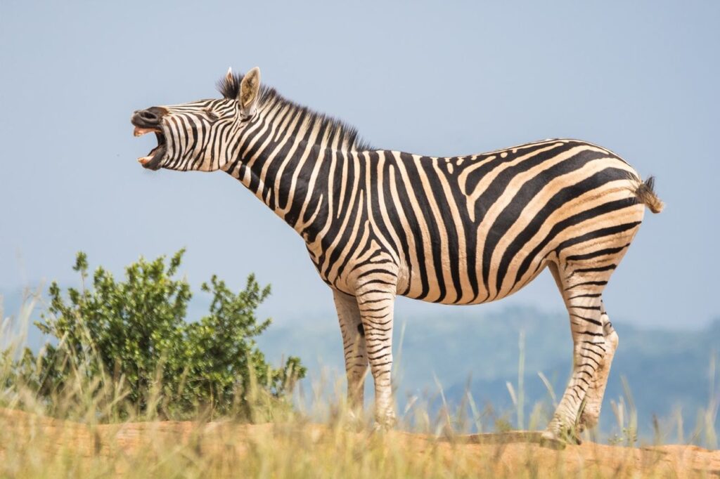 zebra czym się żywi