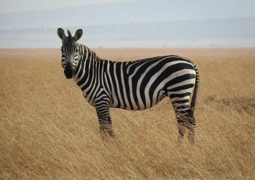 zebra podsumowanie