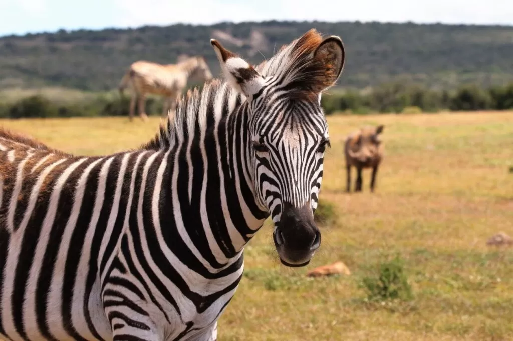 zebra zwierzę w paski