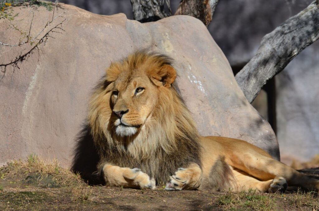 zoo kraków - czy warto