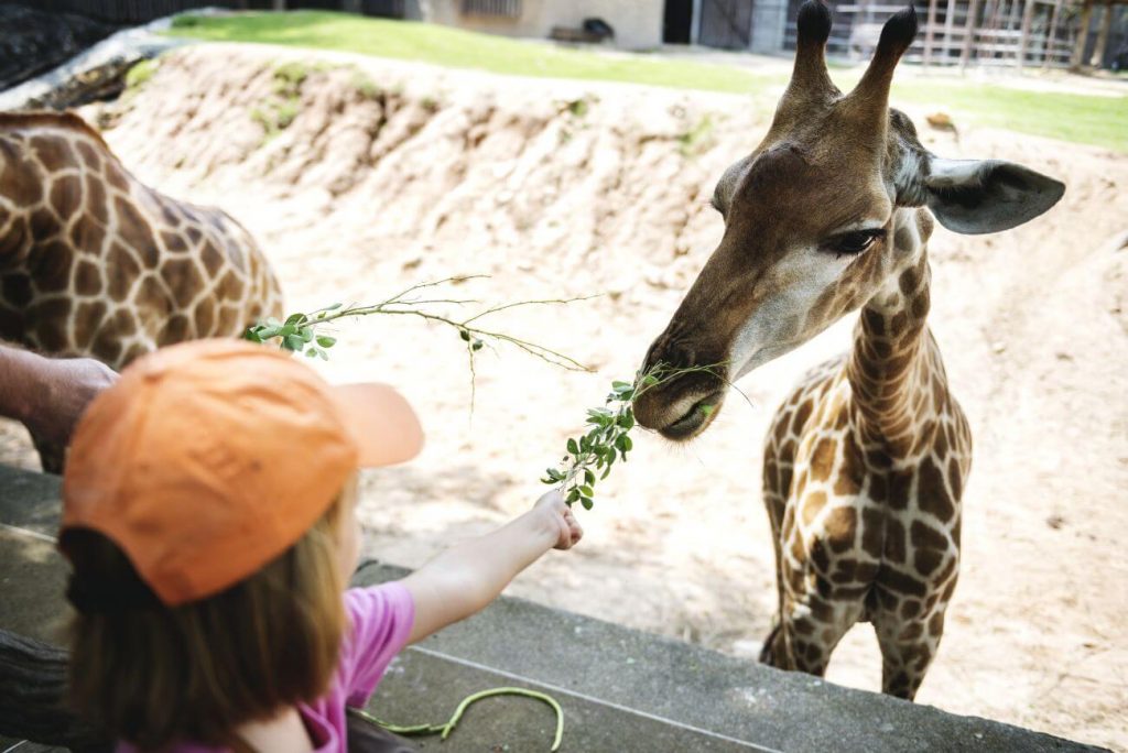 zoo kraków - zwierzęta