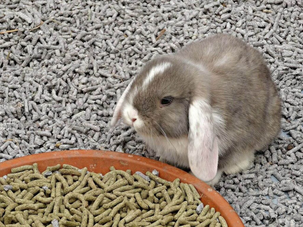 mini lop charakter