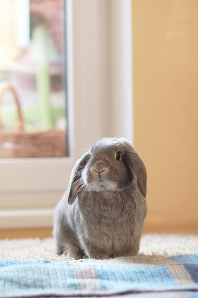 mini lop na co choruje