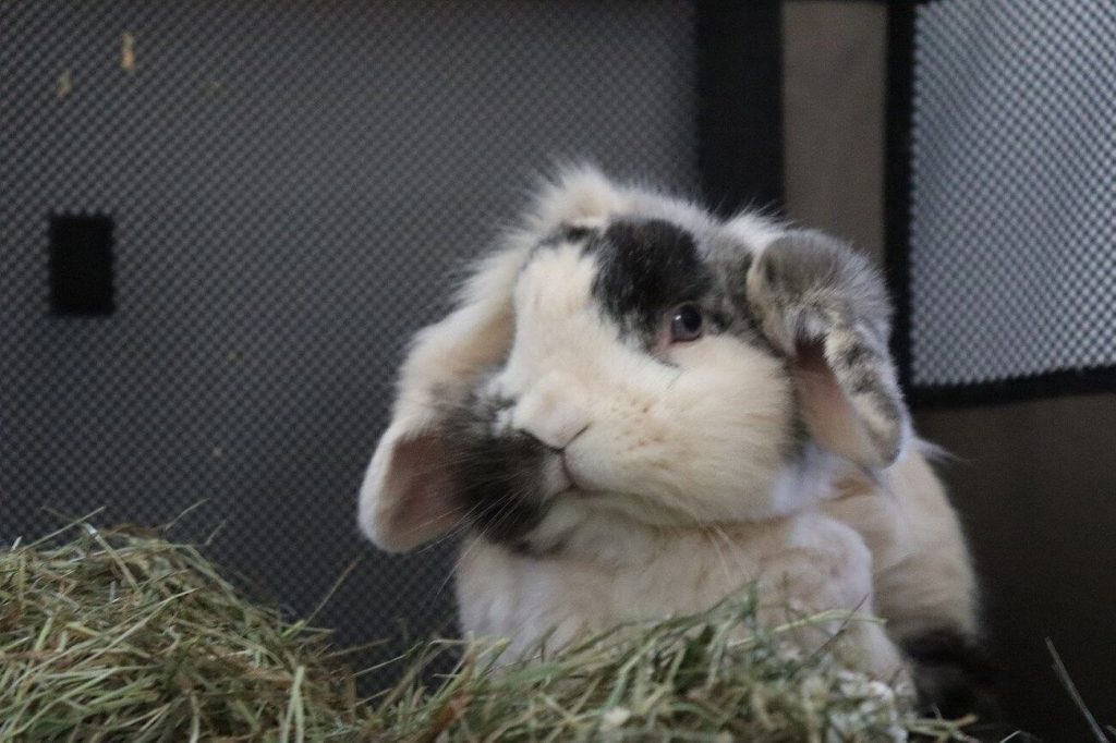 mini lop pielęgnacja