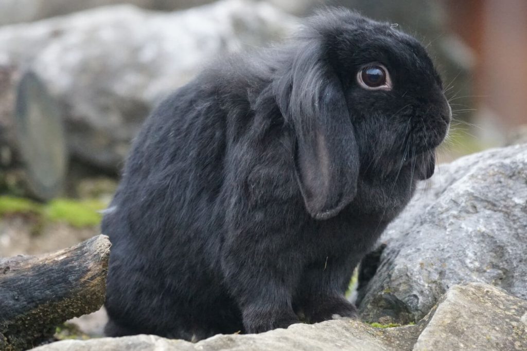 mini lop granulat