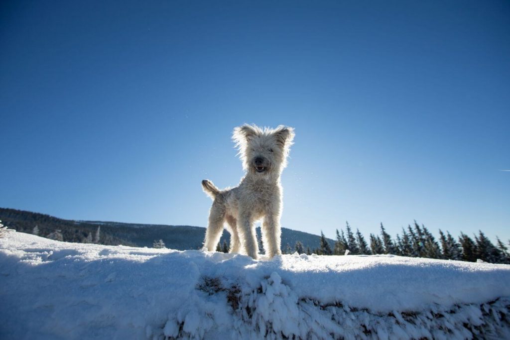 pumi stoi na śnieżnym stoku