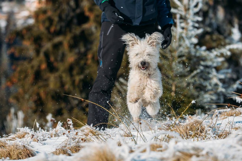 pumi biegnie po śniegu