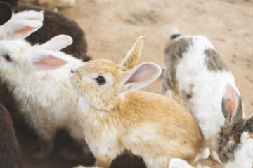 królik netherland dwarf