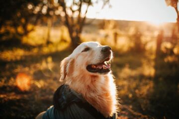 labrador golden retriever