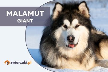 malamut giant