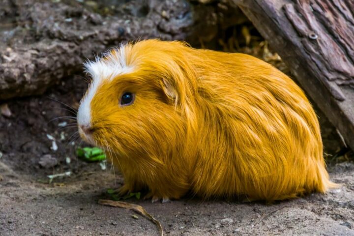 świnka morska sheltie