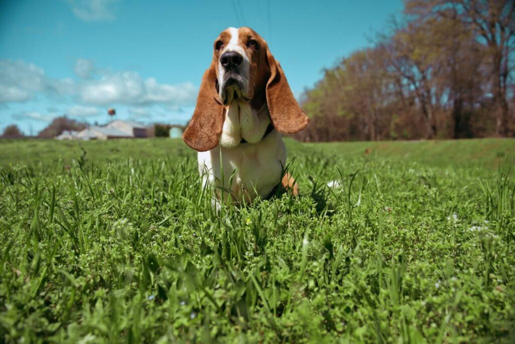 Basset hound na łące