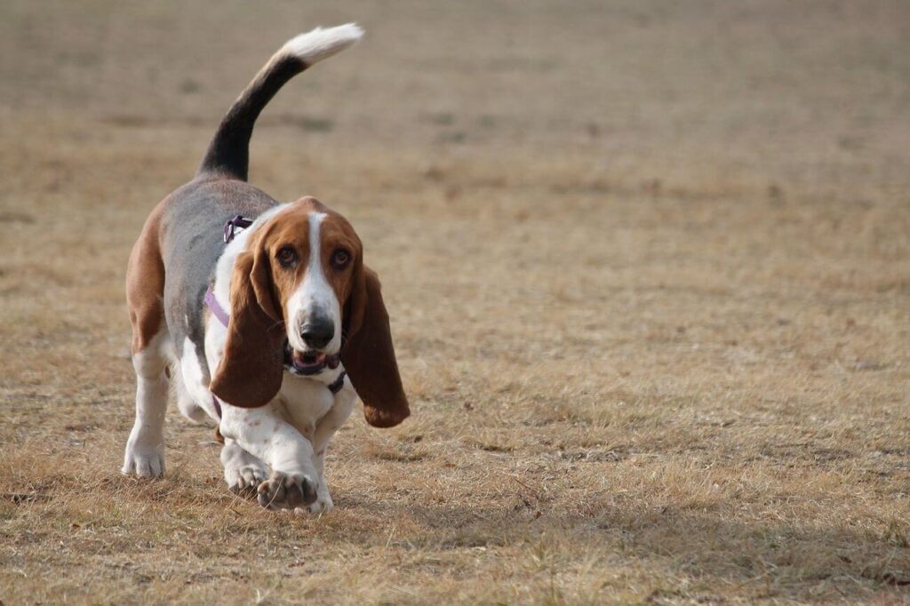 basset hound biegnie