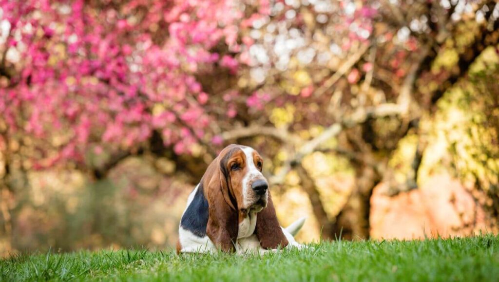 basset hound lezy