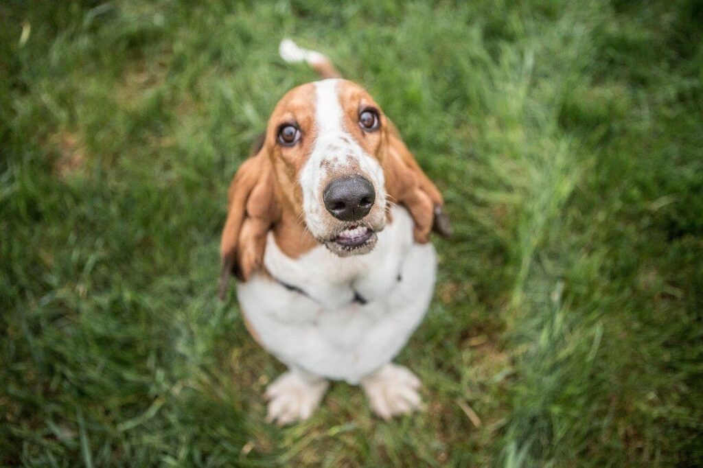 basset hound siedzi