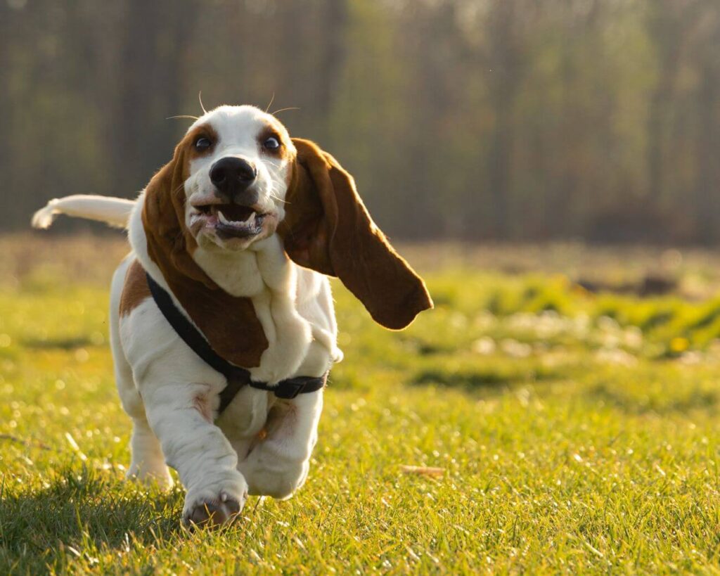 basset hound szczeniak