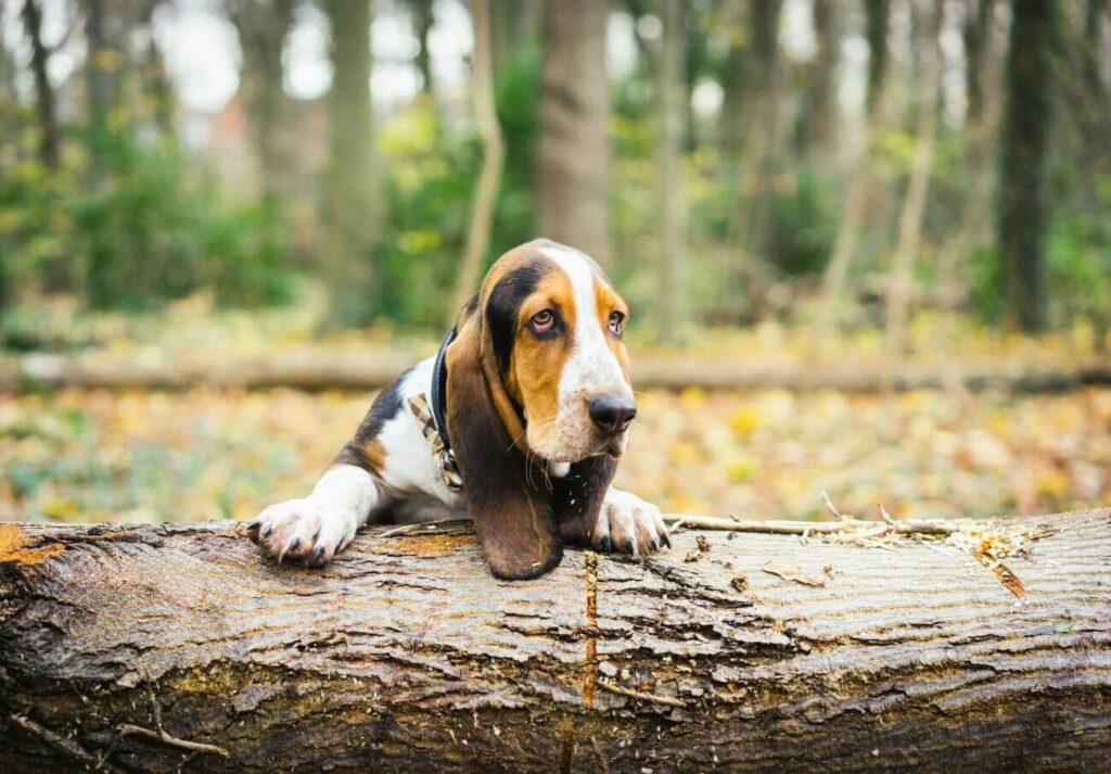 basset hound w lesie