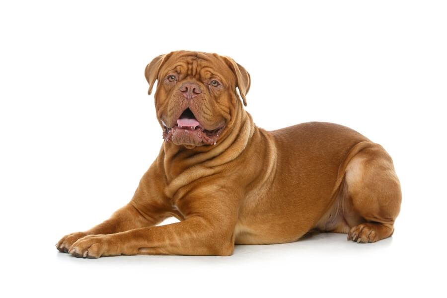 dogue de bordeaux leży na białym tle