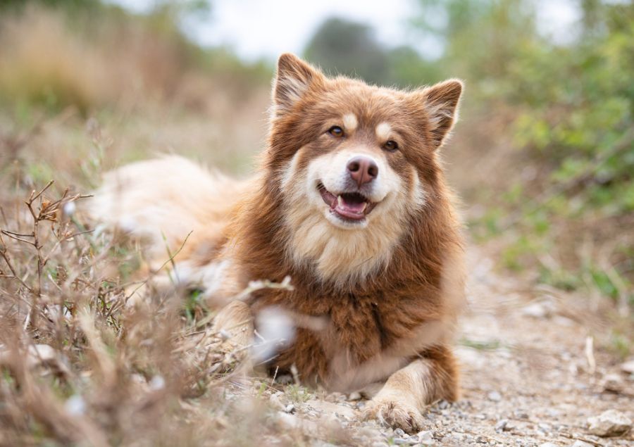 fiński lapphund leży na trawie