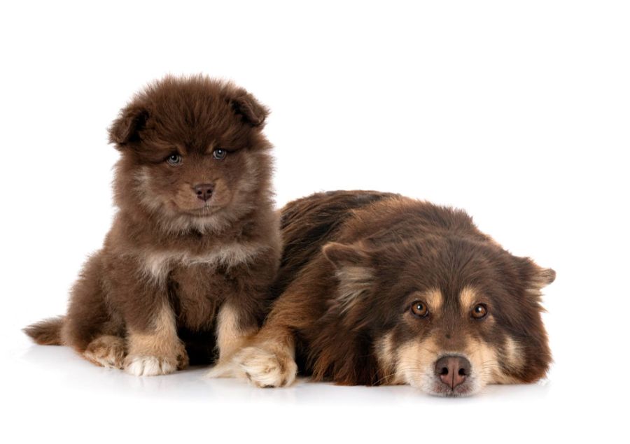 fiński lapphund dorosły ze szczeniakiem