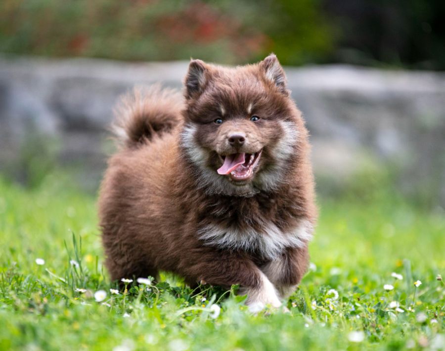 fiński lapphund szczeniak biegnie