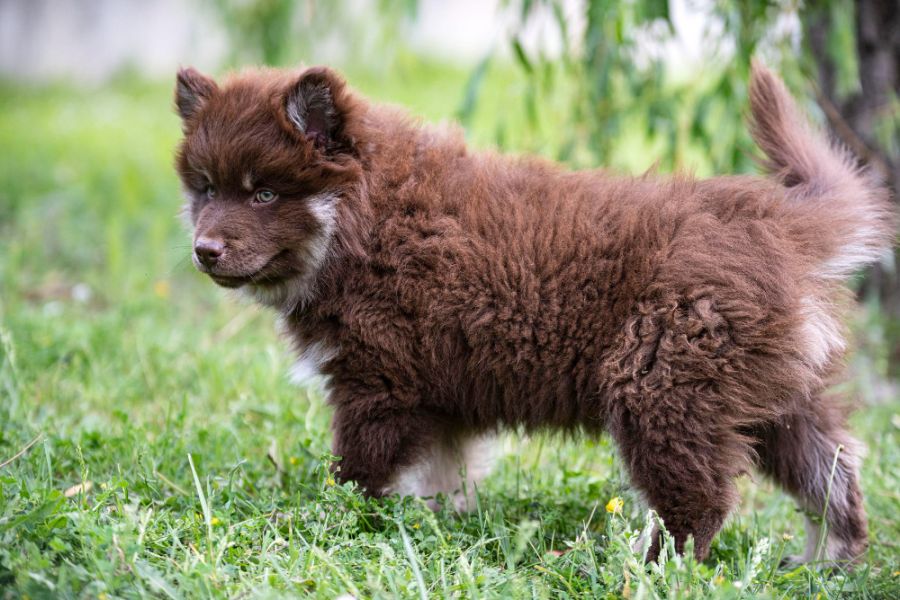 fiński lapphund szczeniak stoi bokiem