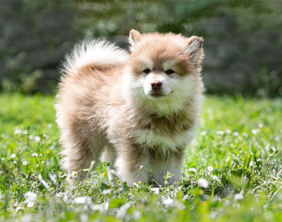 fiński lapphund szczeniak stoi