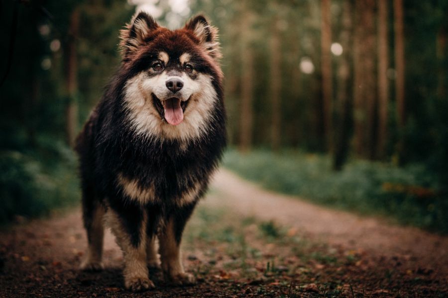 fiński lapphund stoi w lesie