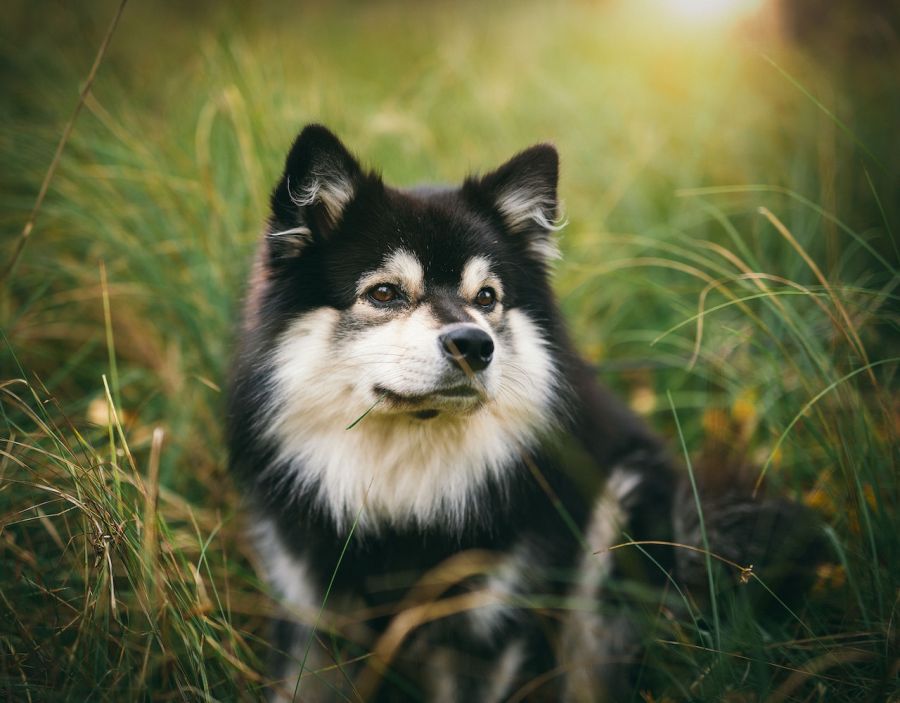 fiński lapphund portret psa