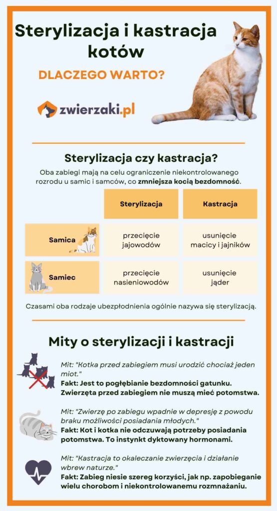 kastracja kotow infografika