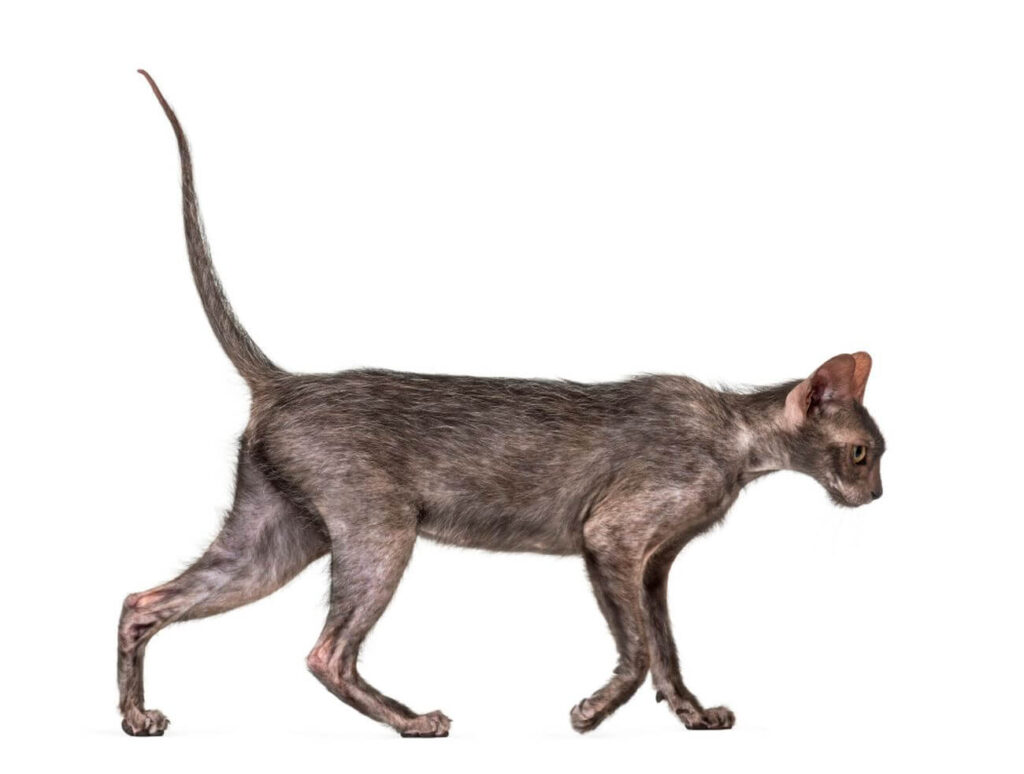 lykoi chodzi