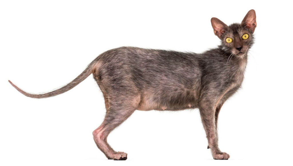 lykoi dorosly kot